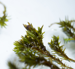 Schistidium submuticum