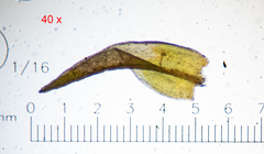 Schistidium submuticum