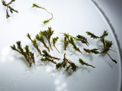 Schistidium submuticum