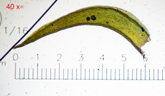 Schistidium submuticum