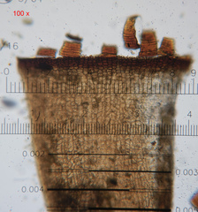 Schistidium submuticum