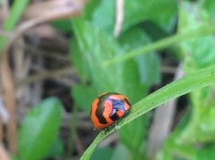 Coccinella transversalis