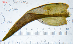 Schistidium submuticum