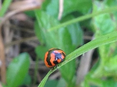Coccinella transversalis