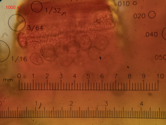 Schistidium submuticum