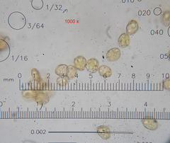 Schistidium submuticum