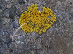 Polycauliona verruculifera