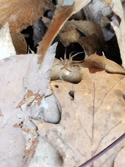 Zora silvestris