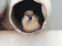 Passer domesticus