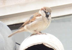 Passer domesticus