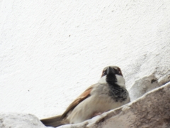 Passer domesticus