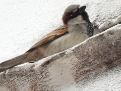 Passer domesticus