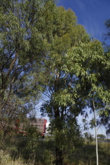 Eucalyptus viridis