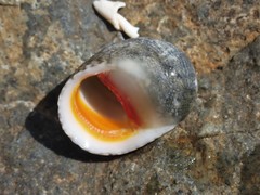 Nerita erythrostoma