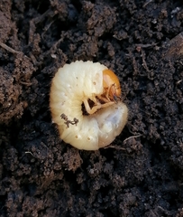 Melolonthinae