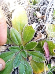 Plantago spathulata