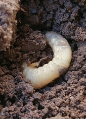 Melolonthinae