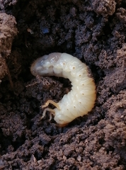 Melolonthinae