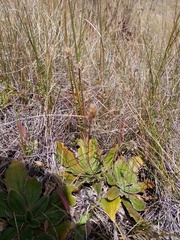 Plantago spathulata