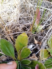 Plantago spathulata