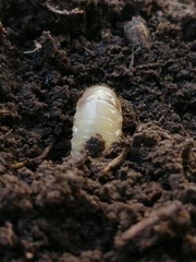 Melolonthinae