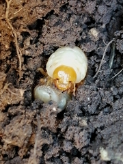 Melolonthinae