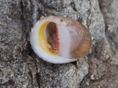 Nerita erythrostoma
