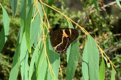 Tisiphone abeona albifascia