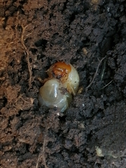 Melolonthinae