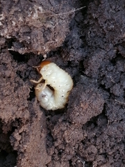 Melolonthinae