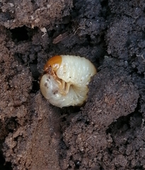 Melolonthinae