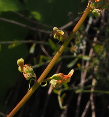 Scrophularia rubricaulis
