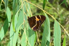 Tisiphone abeona albifascia