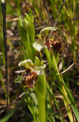 Ophrys umbilicata