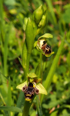 Ophrys umbilicata