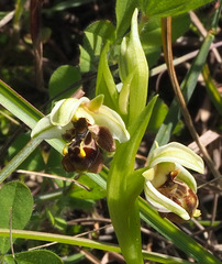 Ophrys umbilicata