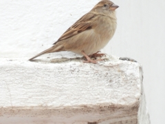 Passer domesticus
