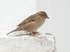 Passer domesticus