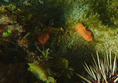 Discodoris paroa