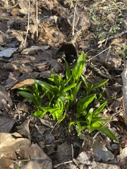 Allium ursinum