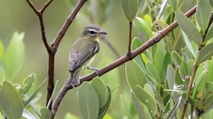 Vireo magister
