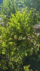 Athrotaxis selaginoides