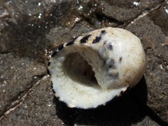 Nerita chamaeleon