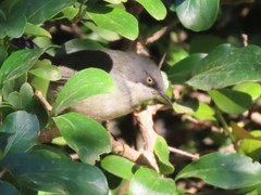 Apalis thoracica capensis