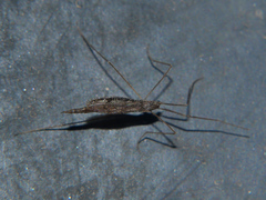Conosia irrorata