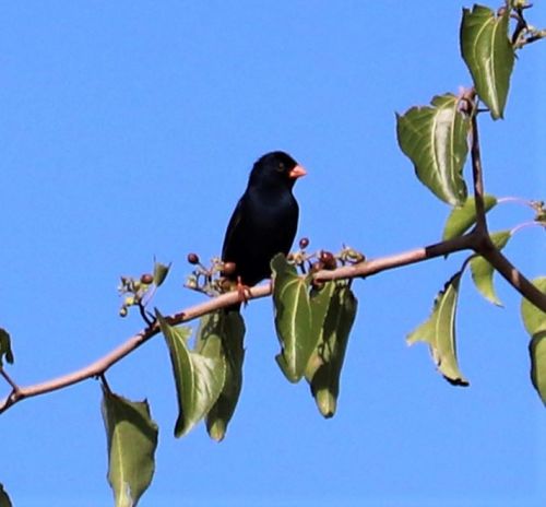 Village Indigobird (Vidua chalybeata), photo 10