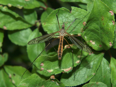 Tipula vernalis