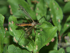 Tipula vernalis