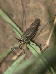 Nephrotoma appendiculata