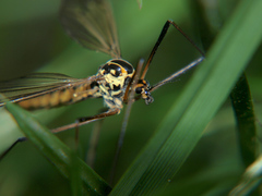 Nephrotoma appendiculata